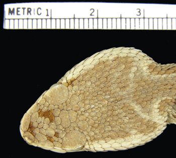 Media type: image; Herpetology R-8832